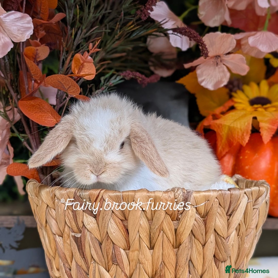 Mini Lop rabbits for sale: Mini lops  - Image 2