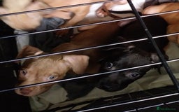 Mixed Breed dogs for sale: 4 beautiful pocket bully/mixed - Image 12