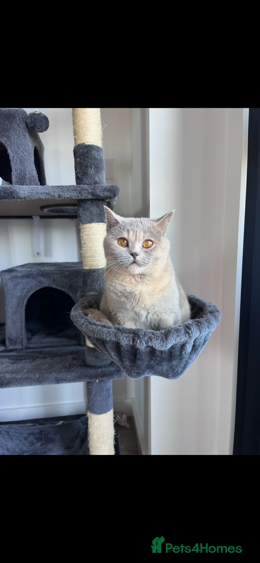 British Shorthair cats for sale: Unique British Shorthair Kittens 🐈✨ - Advert 2