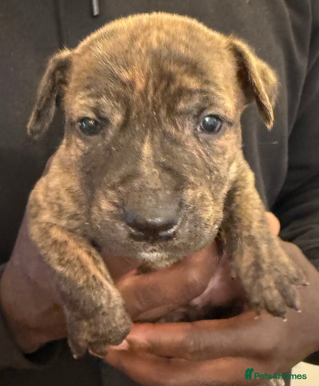 Mixed Breed dogs for sale: American bully pups ready NOW!!!!!! - Image 10