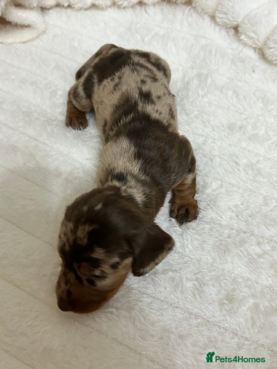 Miniature Dachshund dogs for sale: Miniature Dachshunds Ready 6th Feb  - Advert 18