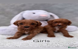 Cavapoo dogs for sale: Red curly cavapoo puppies  - Advert 1