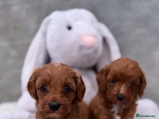Cavapoo dogs Red curly cavapoo puppies - Advert 1
