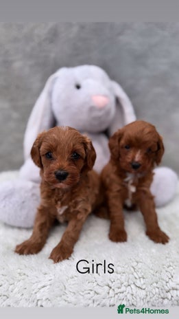 Cavapoo dogs Red curly cavapoo puppies - Advert 1