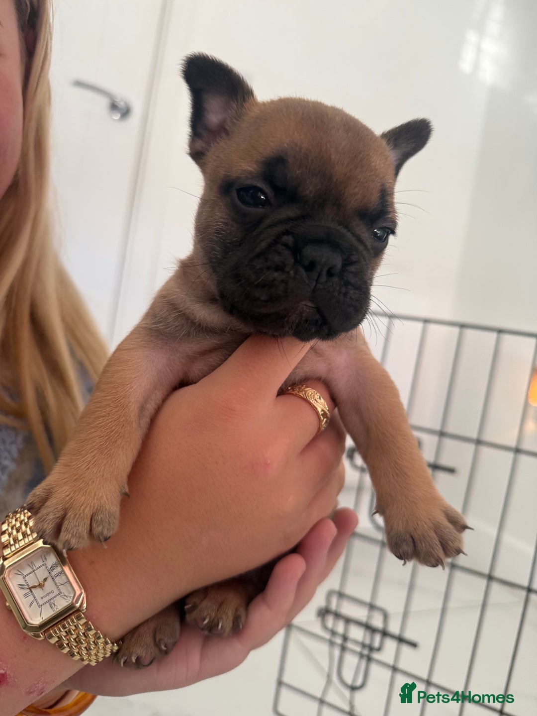 French Bulldog dogs for sale: Two beautiful girls still available  - Image 2