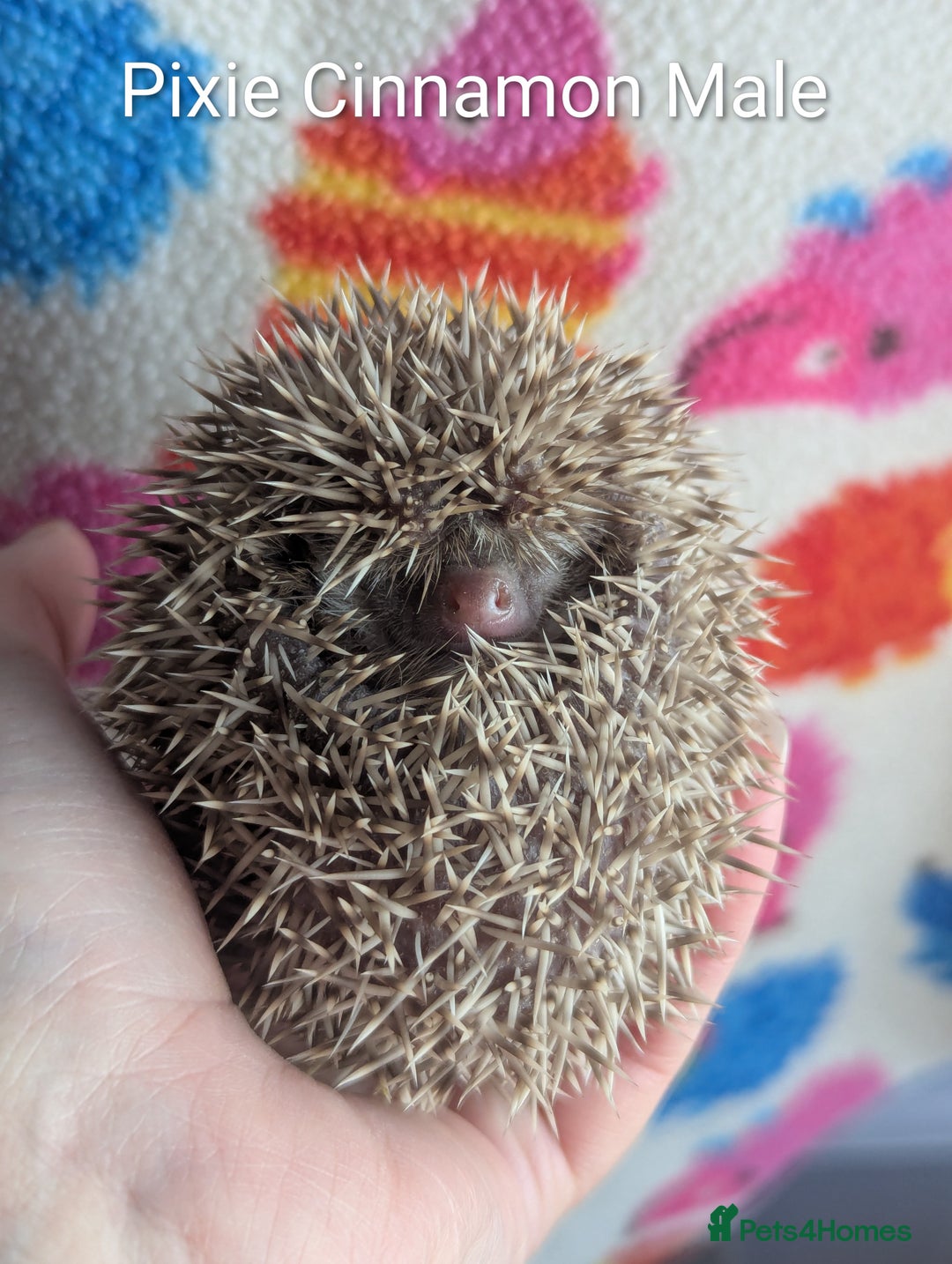 Pygmy Hedgehog rodents for sale: Gorgeous Baby Hoglets/ Ready to Reserve!!! - Advert 8