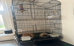Lovebirds birds for sale: Breeding pair of lovebirds - Image 7