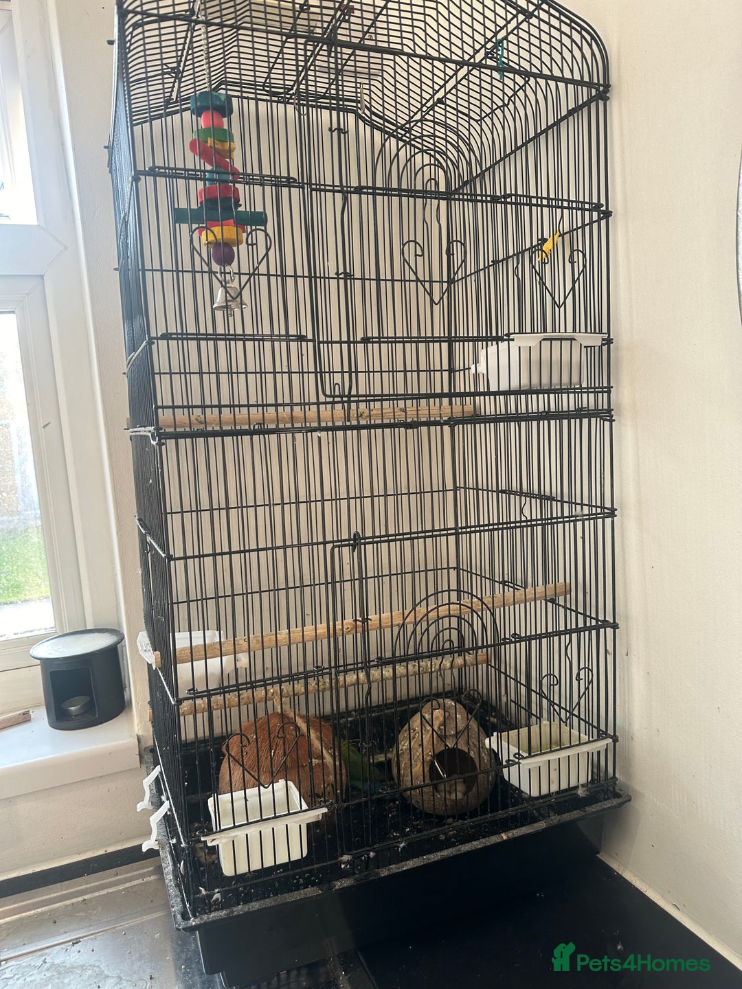 Lovebirds birds for sale: Breeding pair of lovebirds - Image 7