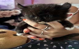 Mixed Breed cats for sale: Sphynx cross kittens - Image 4