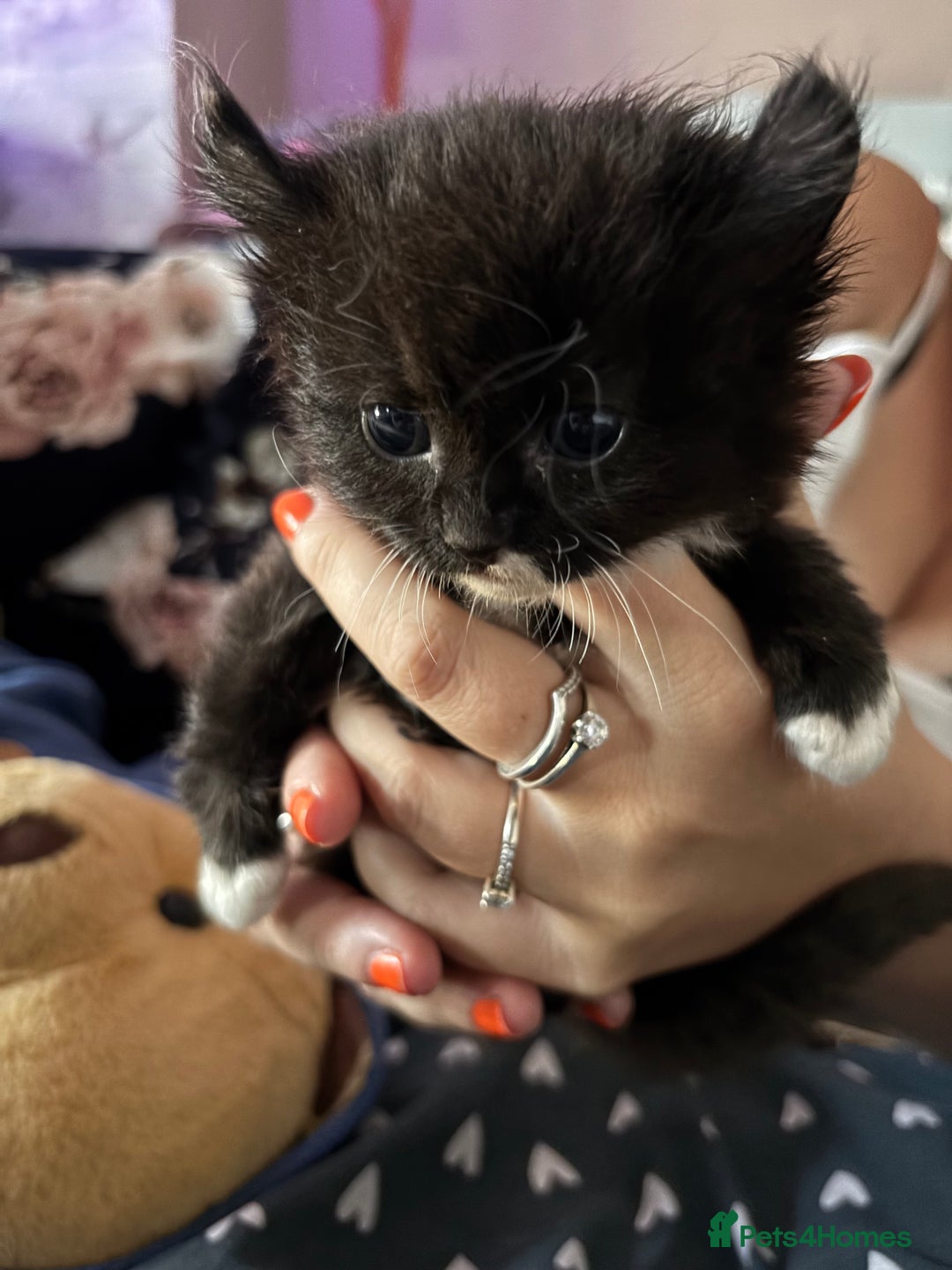 Mixed Breed cats for sale: Sphynx cross kittens - Image 4