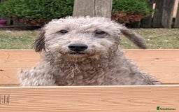 Bedlington Terrier dogs for sale: Bedlington terriers - working stock - Image 36