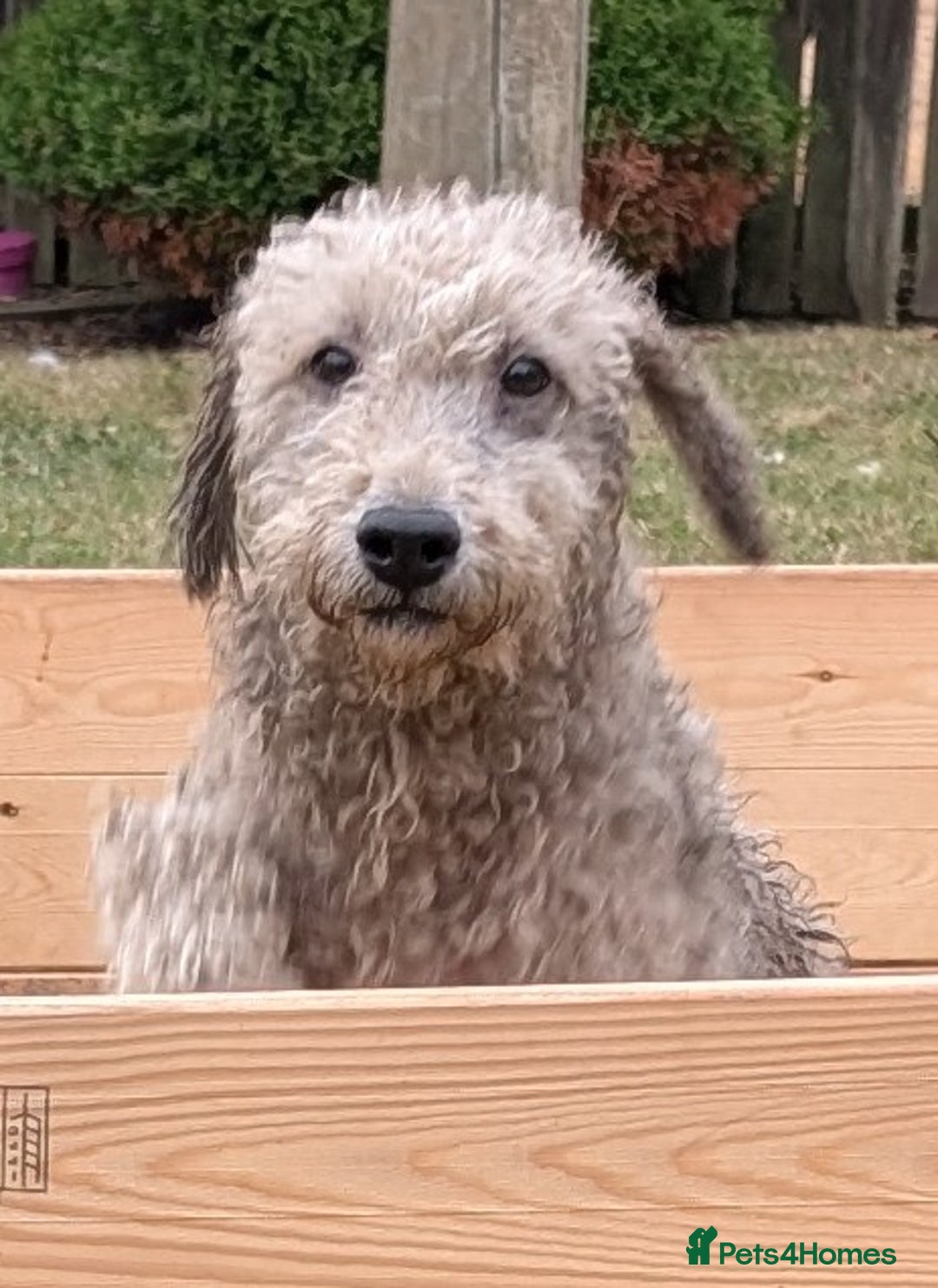 Bedlington Terrier dogs for sale: Bedlington terriers - working stock - Image 36