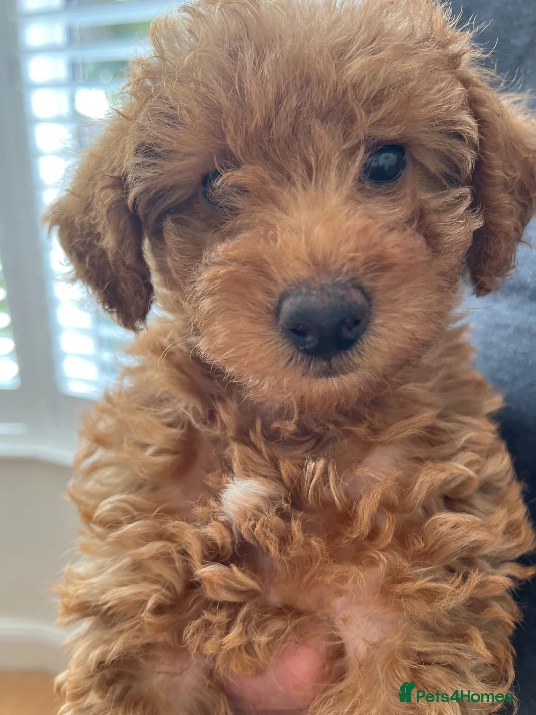 Toy Poodle dogs for sale: Toy poddle - Advert 1