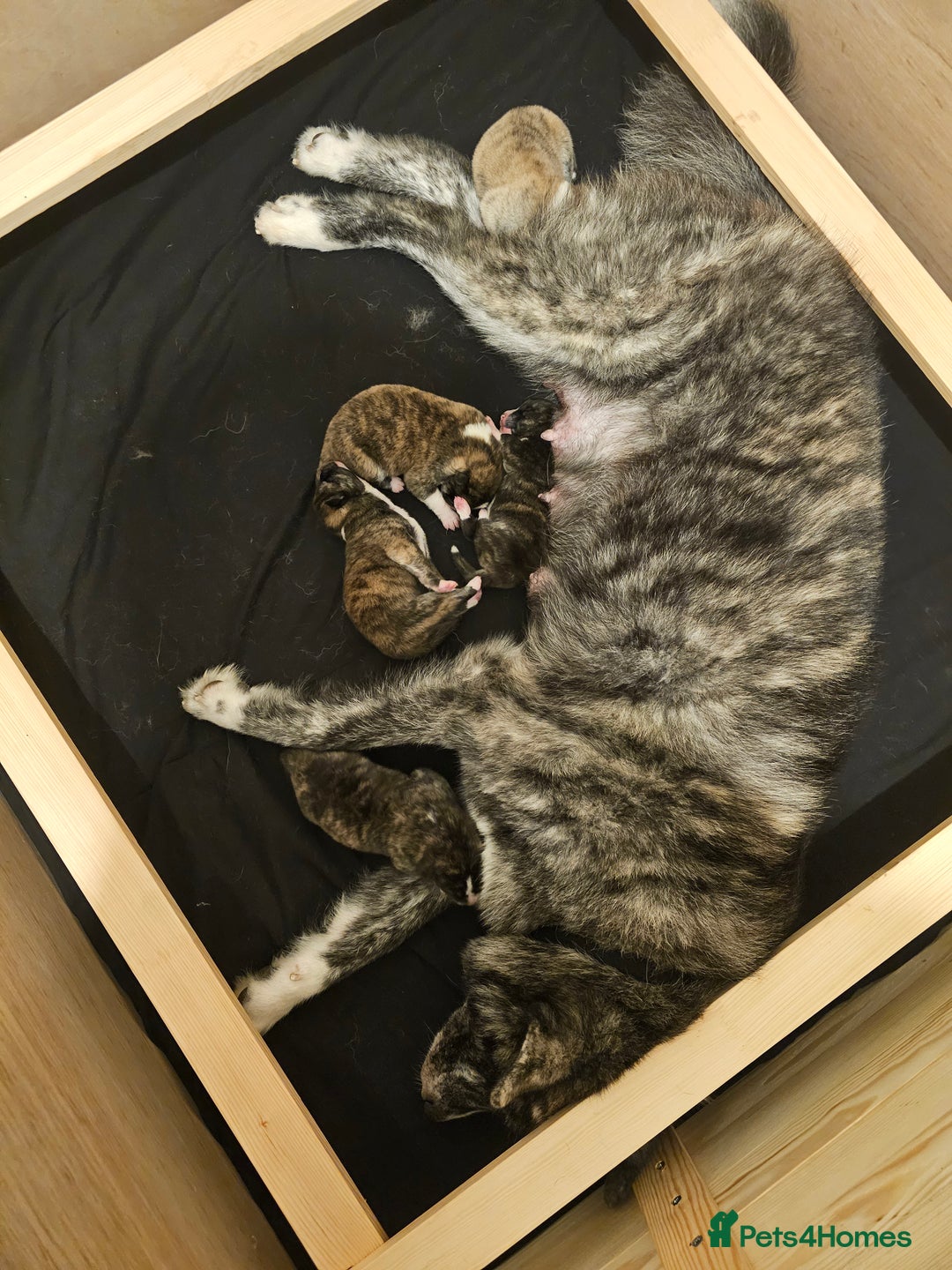 Japanese Akita Inu dogs for sale: Pure Breed Jepanese akita INU - Advert 2