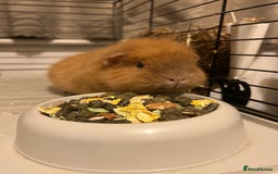 Guinea Pig rodents for sale: Female guinea pigs  - Image 6