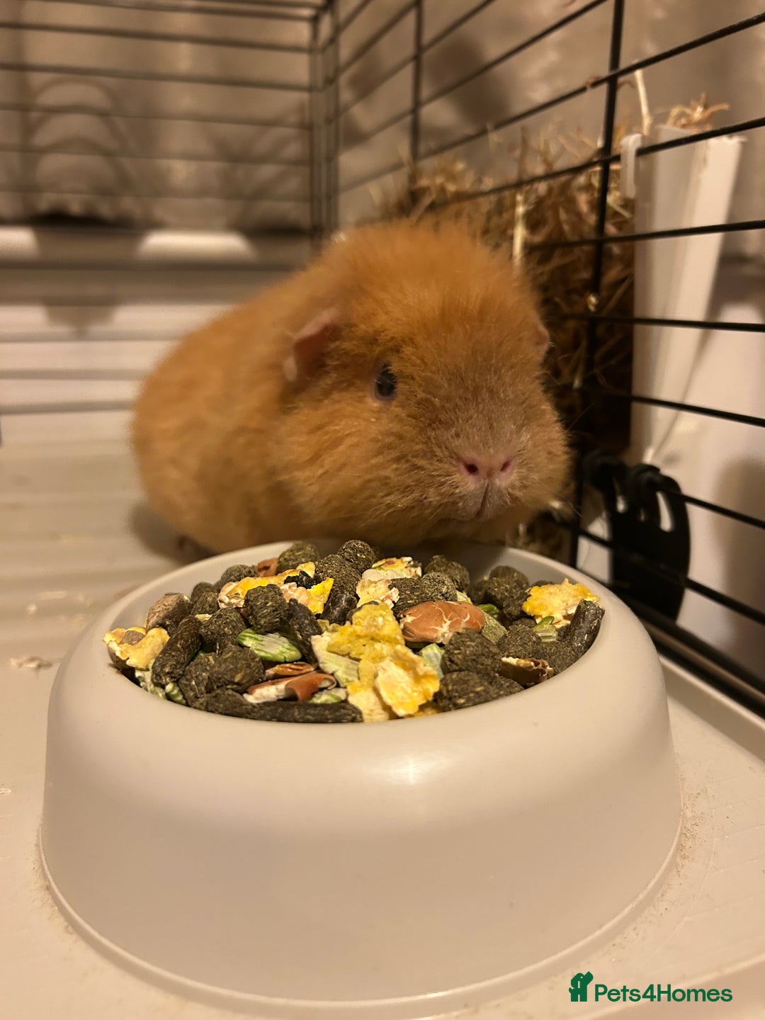 Guinea Pig rodents for sale: Female guinea pigs  - Image 6