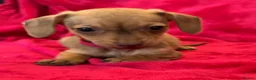 Chiweenie dogs for sale: Chiweenies chihuahua x mini dachshund  - Advert 23