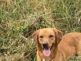 Labrador Retriever dogs in Pickering - Advert 8