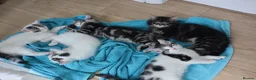 Mixed Breed cats for sale: Litter of 5 Kittens, 11 Weeks Old - Advert 14