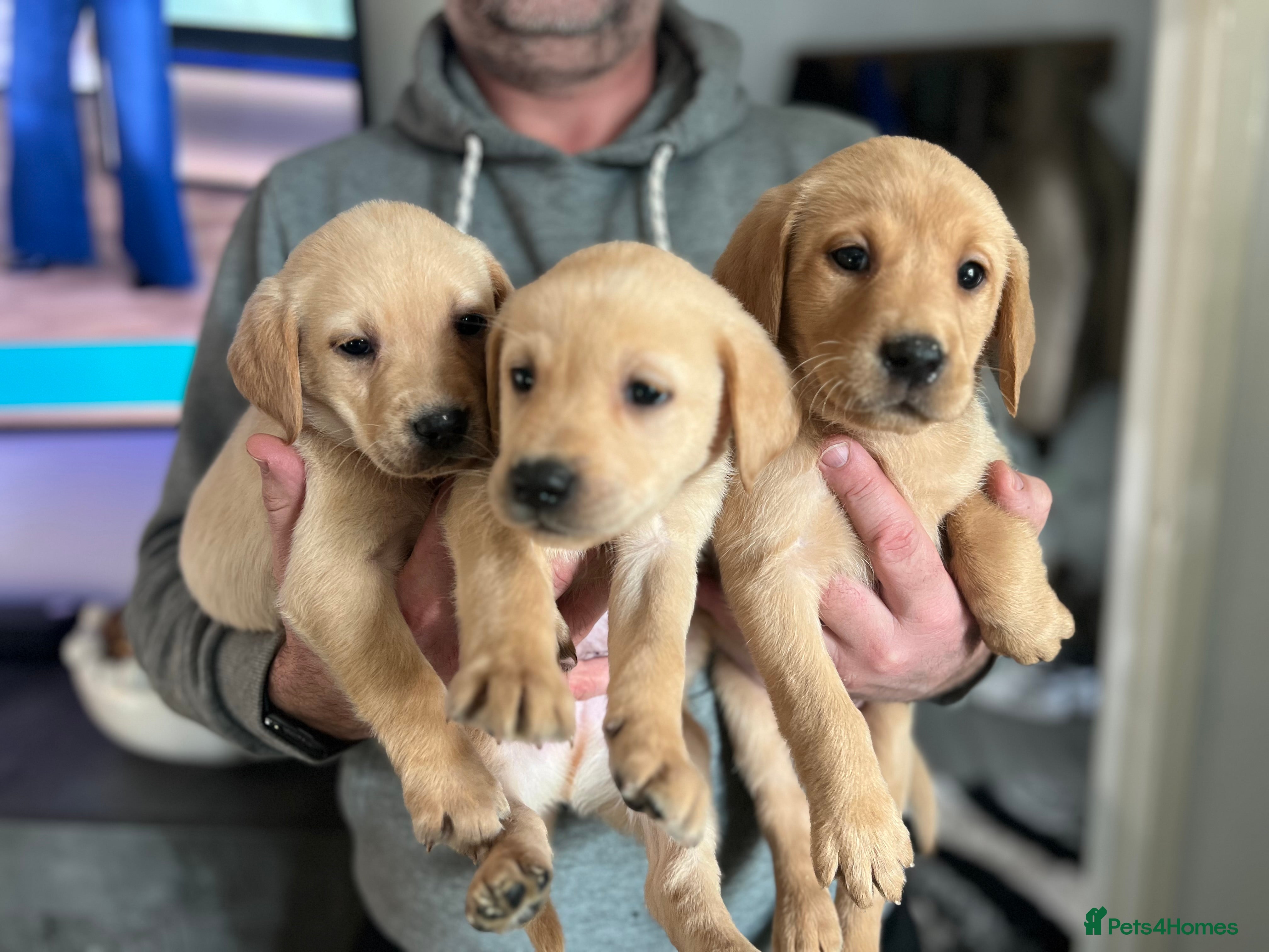 Labrador Retriever dogs Beautiful kc Labrador puppies only 3 boys left - Advert 17
