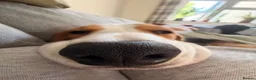 Beagle dogs for sale: 10 month old male beagle  in Winchester - Advert 8