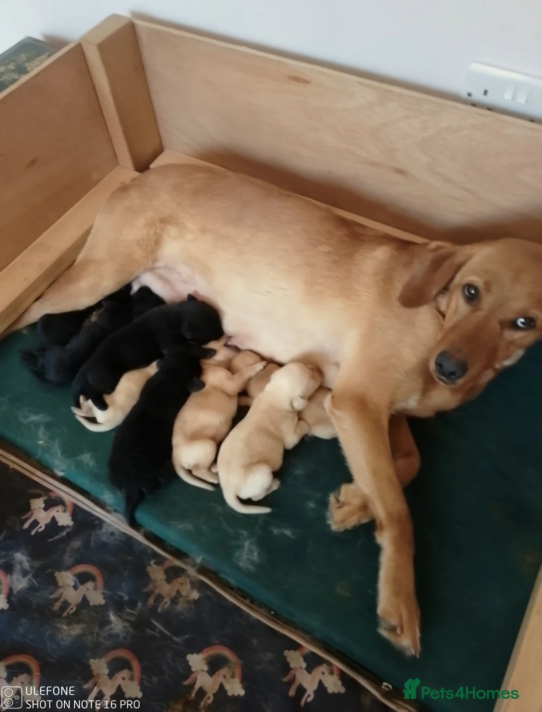 Labrador Retriever dogs for sale: Labrador Puppies  - Advert 9