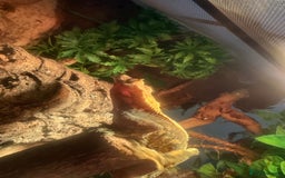 Gecko reptiles for sale: Crested gecko male cb24 - Image 3