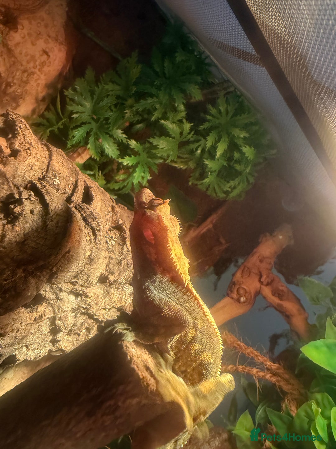 Gecko reptiles for sale: Crested gecko male cb24 - Image 3