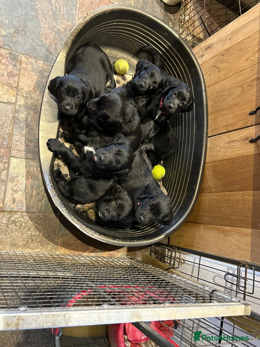 Mixed Breed dogs for sale: Small Munsterlander x golden retriever  - Advert 1