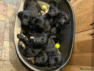 Mixed Breed dogs Small Munsterlander x golden retriever - Advert 1