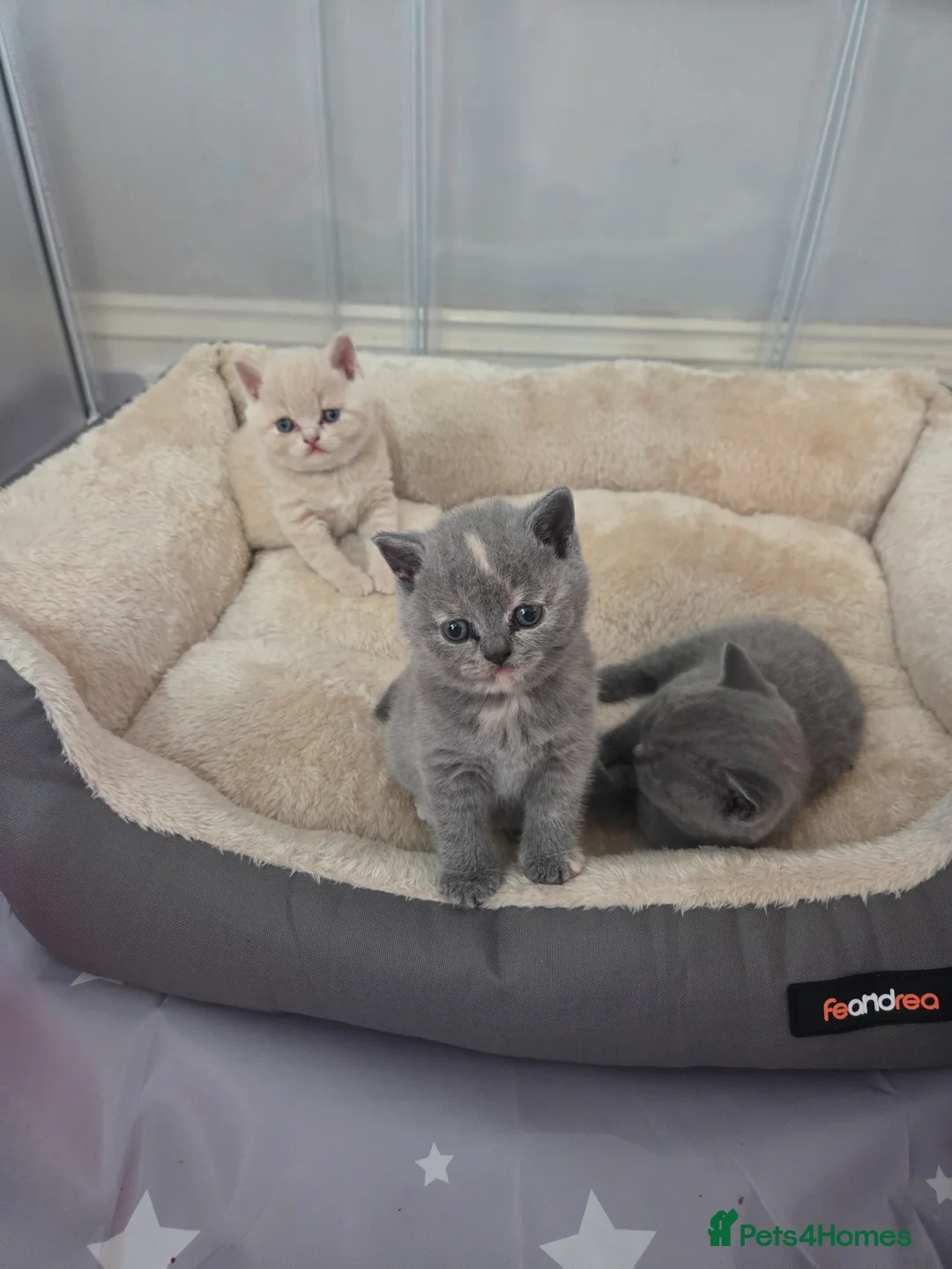 British Shorthair cats for sale: British shorthair kittens - Advert 2