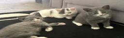 Domestic Shorthair cats for sale: 3 Boy Kittens Looking for Loving Homes - Advert 1