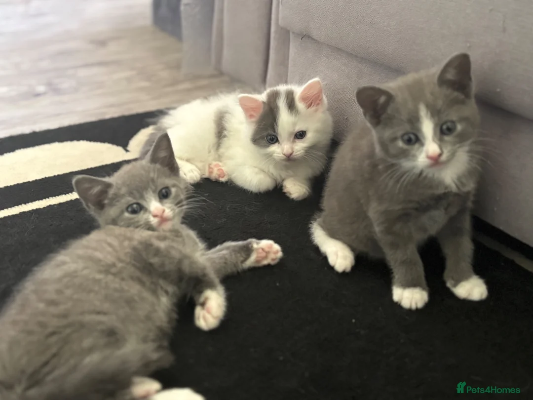 Domestic Shorthair cats for sale: 3 Boy Kittens Looking for Loving Homes - Advert 1