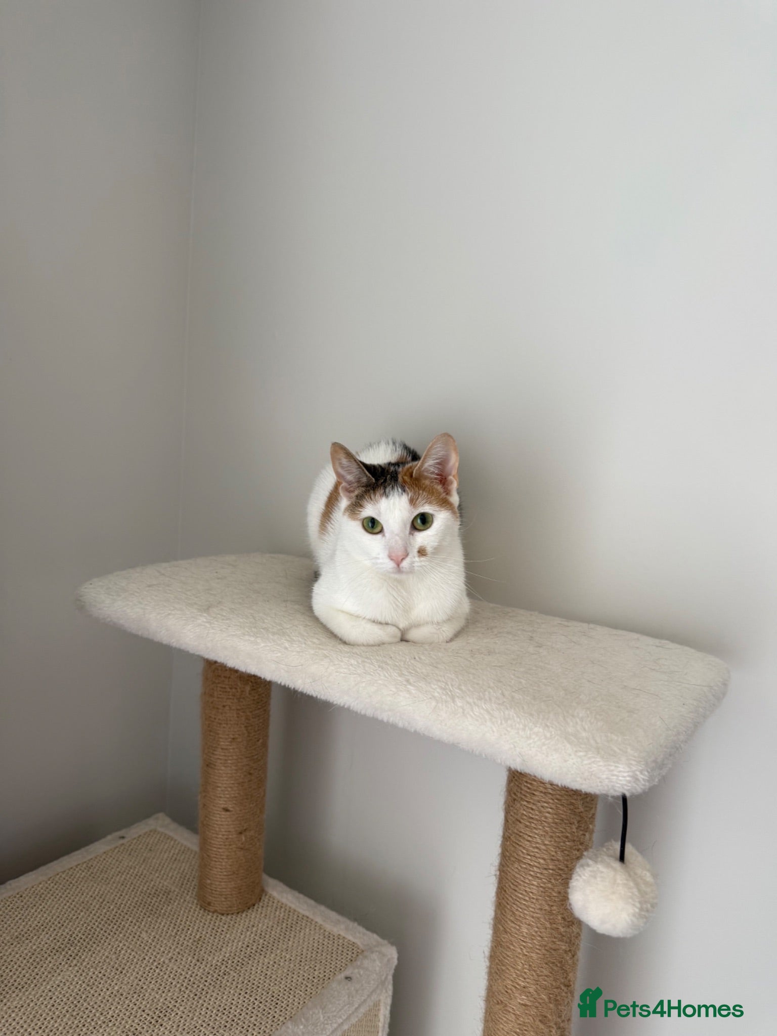 Mixed Breed cats Female cat with all supplies included - Advert 1