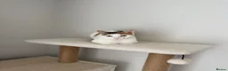 Mixed Breed cats for sale: Female cat with all supplies included - Advert 1