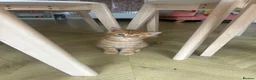 British Shorthair cats for sale: 4 loving, playful BSH kittens for sale in Leeds.  - Advert 4