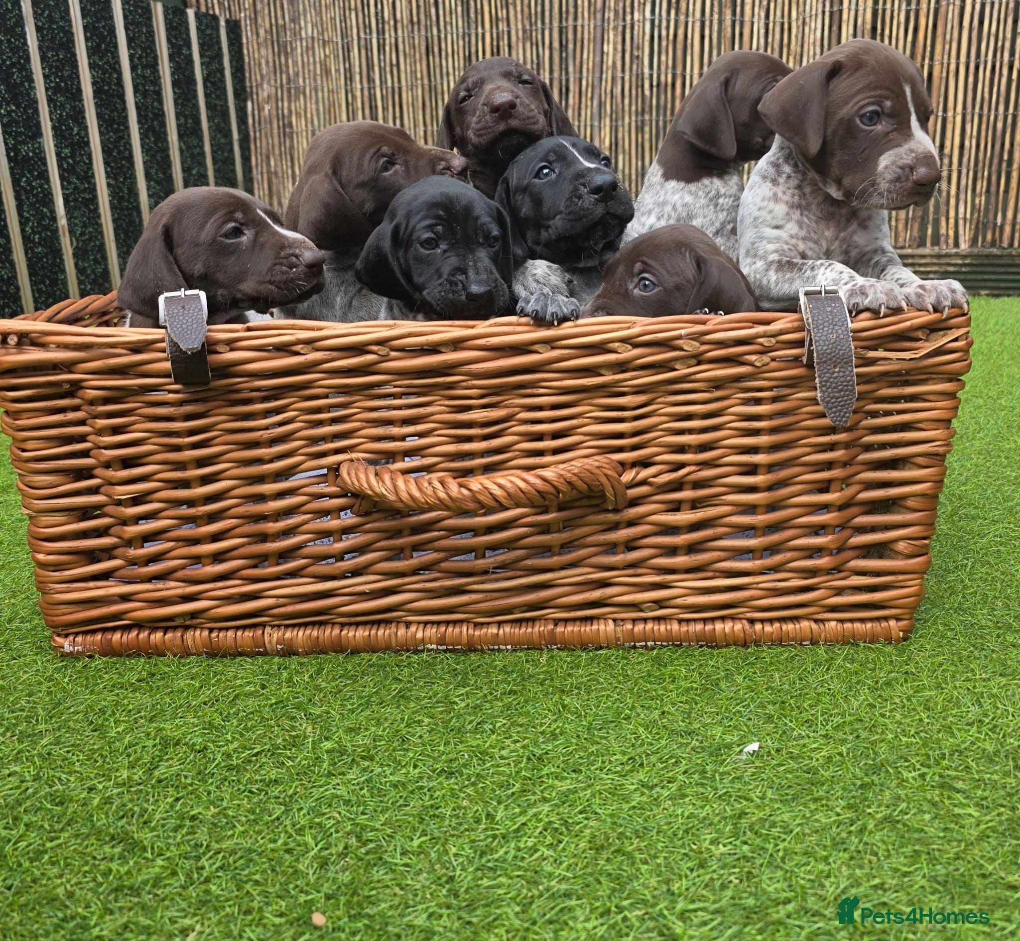 German Shorthaired Pointer dogs German shorthaired pointer puppies 5 weeks old - Advert 1