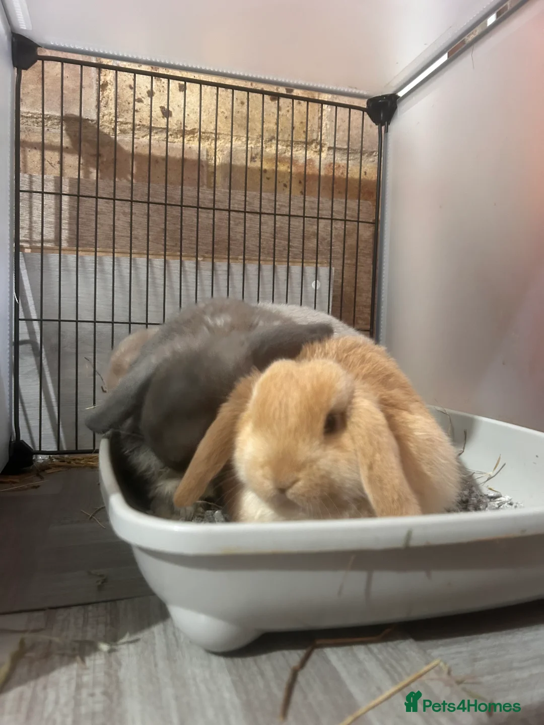 Mini Lop rabbits for sale: Beautiful mini lop Bunnies - Advert 8