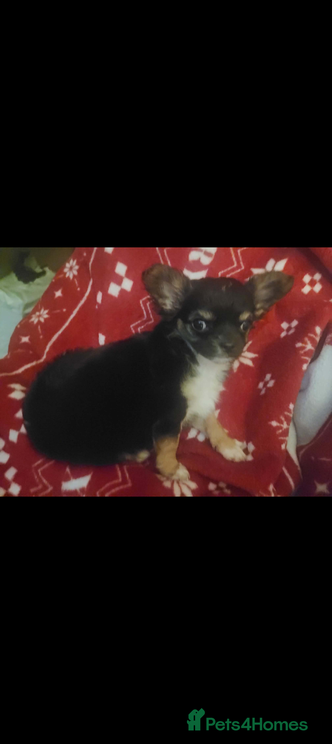 Chihuahua dogs for sale: Long haired Girl Chihuahua puppy for sale  - Advert 1