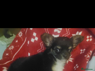 Chihuahua dogs Long haired Girl Chihuahua puppy for sale - Advert 3