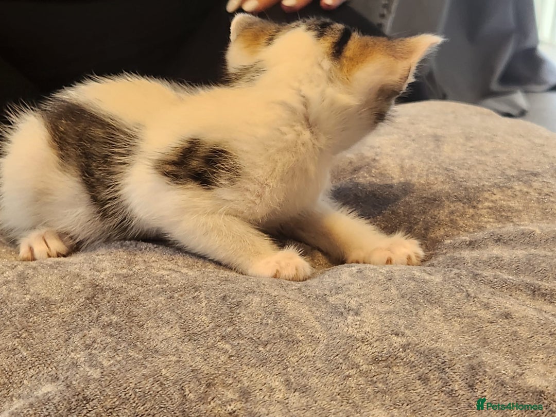 British Shorthair cats for sale: 4 beautiful little boys  - Image 9