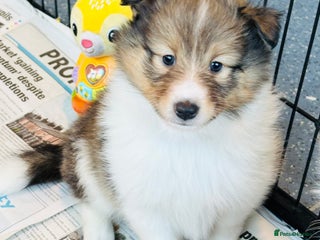 Shetland Sheepdog dogs Beautiful sable Shetland sheepdog puppies - Advert 1