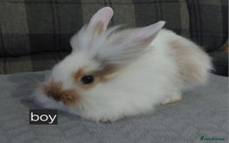 Lionhead rabbits for sale: Lionshead x - Image 3