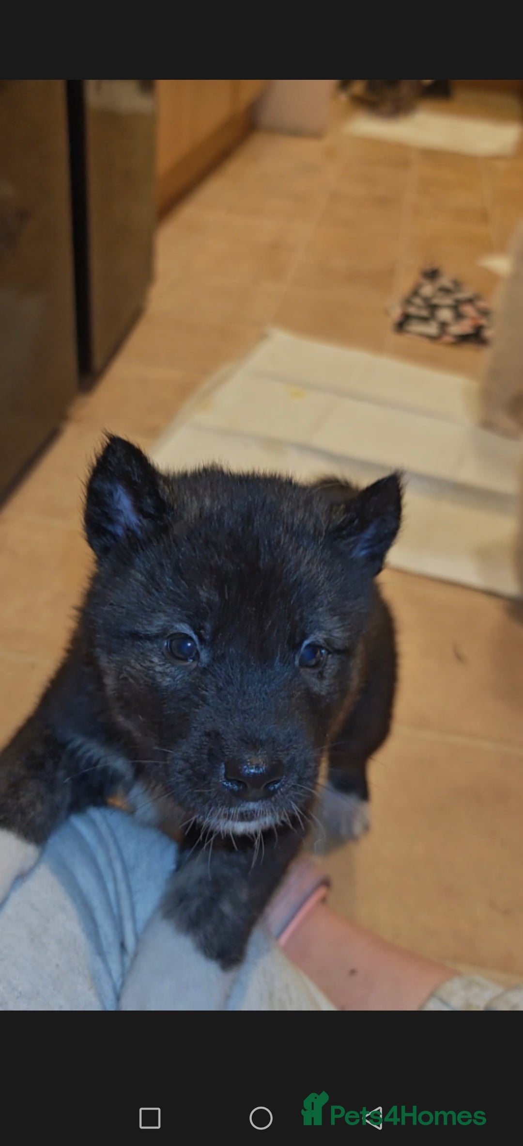 Akita dogs for sale: Akita puppys ready now  - Advert 24
