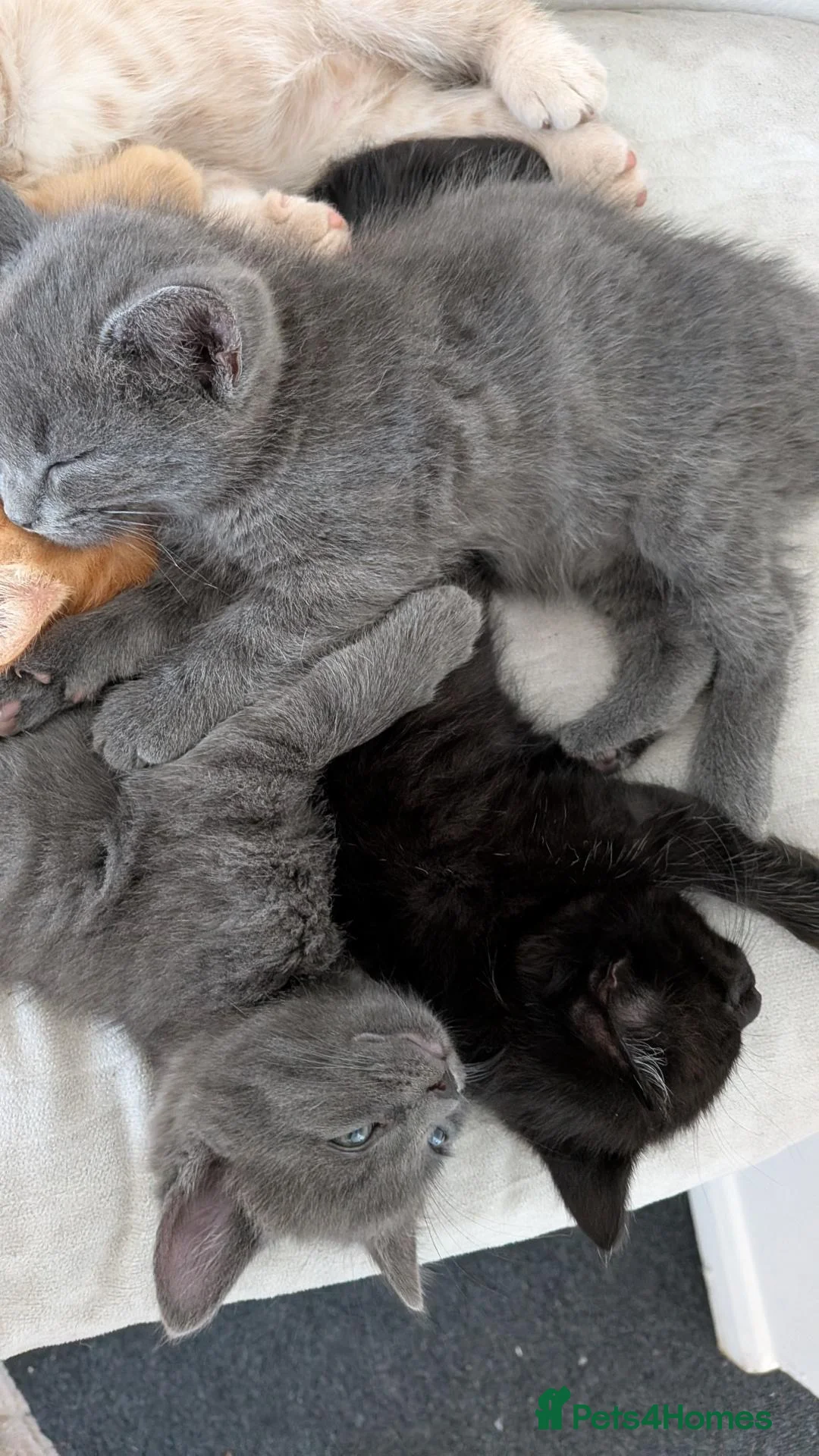 Mixed Breed cats for sale: 3 female kittens, 8 weeks old, ready to leave mum - Advert 1