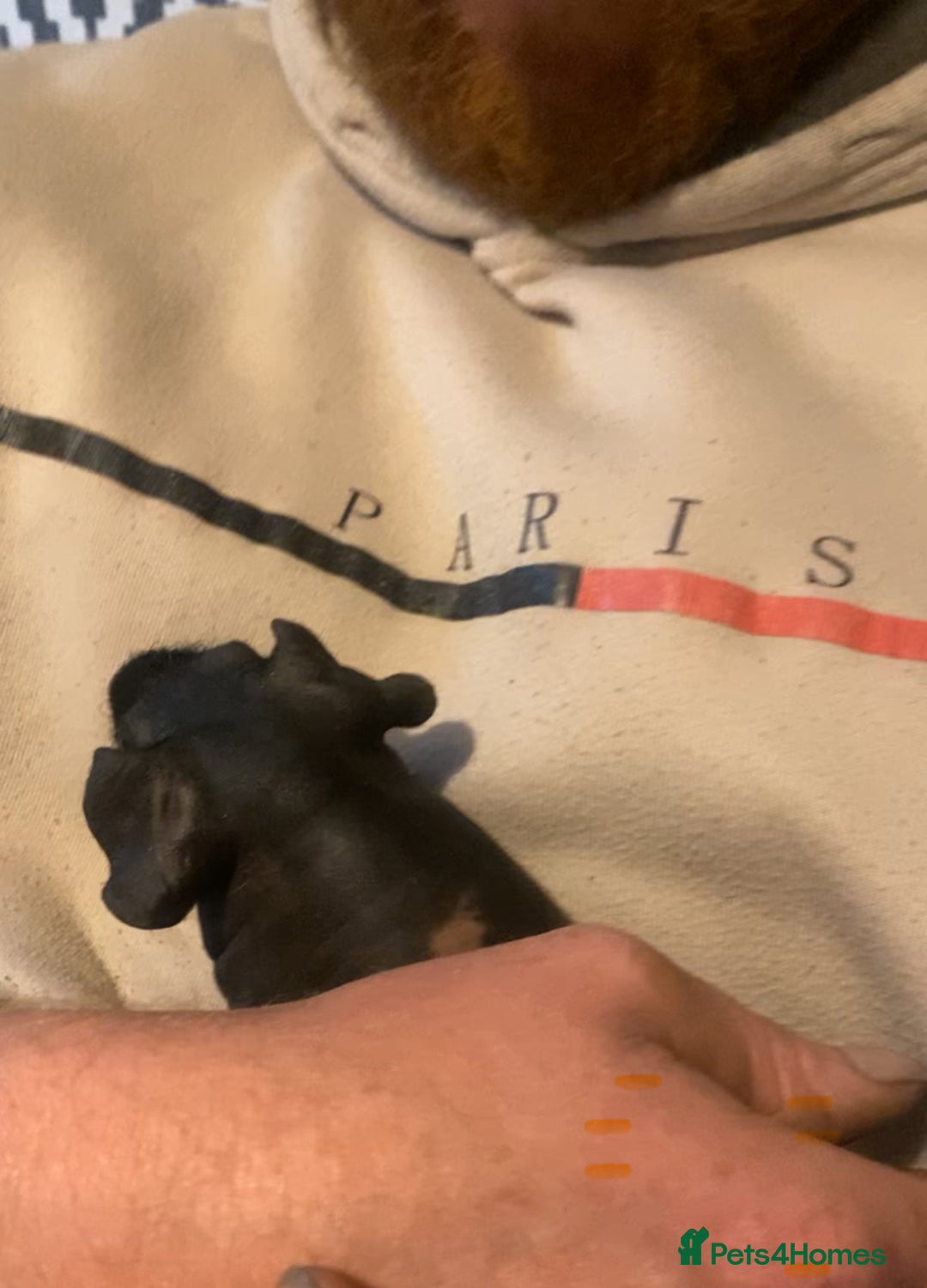 Guinea Pig rodents for sale: Skinny pigs  - Advert 4