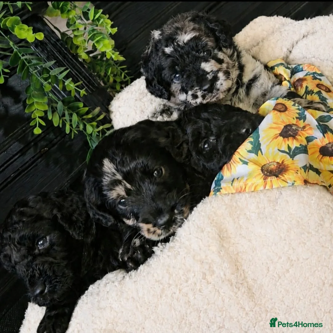 Labradoodle dogs for sale: Exceptional F2B MIDI Teddybear Labradoodles - Advert 2