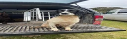 English Springer Spaniel dogs for sale: READY FOR THEIR NEW HOMES!! KC registered - Advert 4