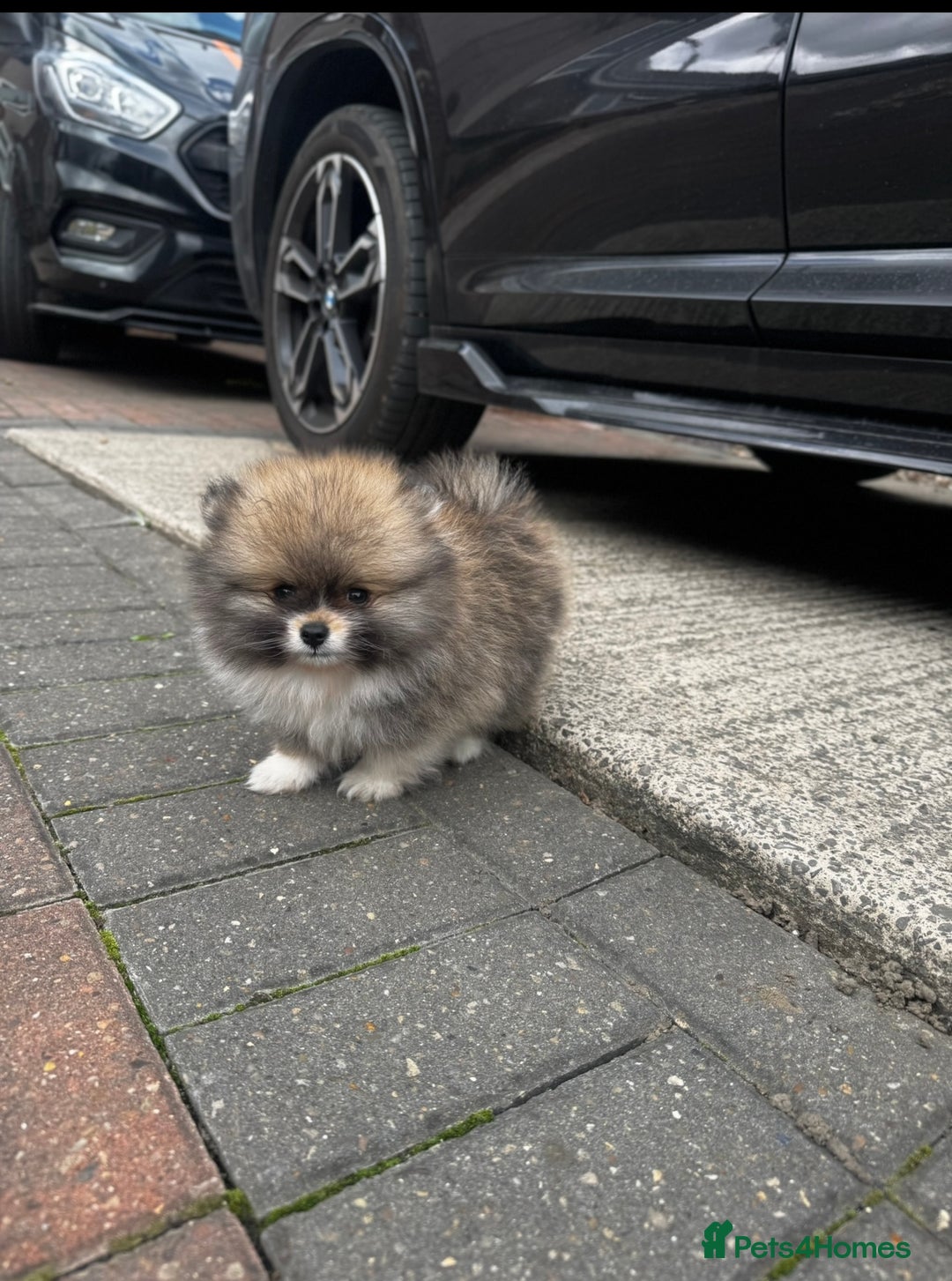 Pomeranian dogs for sale: 1 BOY 1 GIRL POMERANIAN PUPPIES AVAILABLE  - Image 17