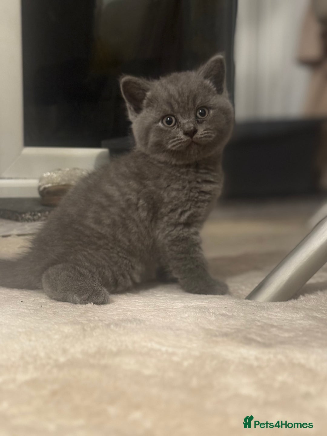 British Shorthair cats for sale: British short hair kittens - Advert 6